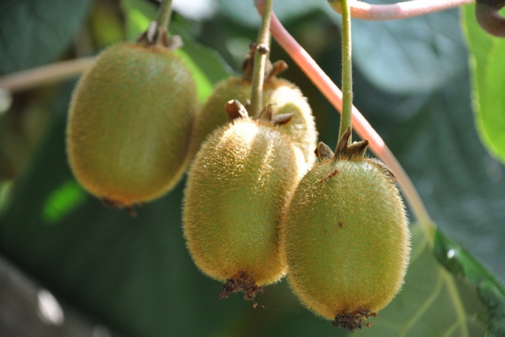 Actinidia deliciosa Jenny