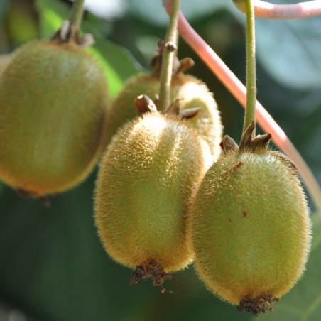 Actinidia deliciosa Jenny