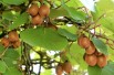 Actinidia hybride Zakarpacie