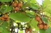 Actinidia hybride Zakarpacie