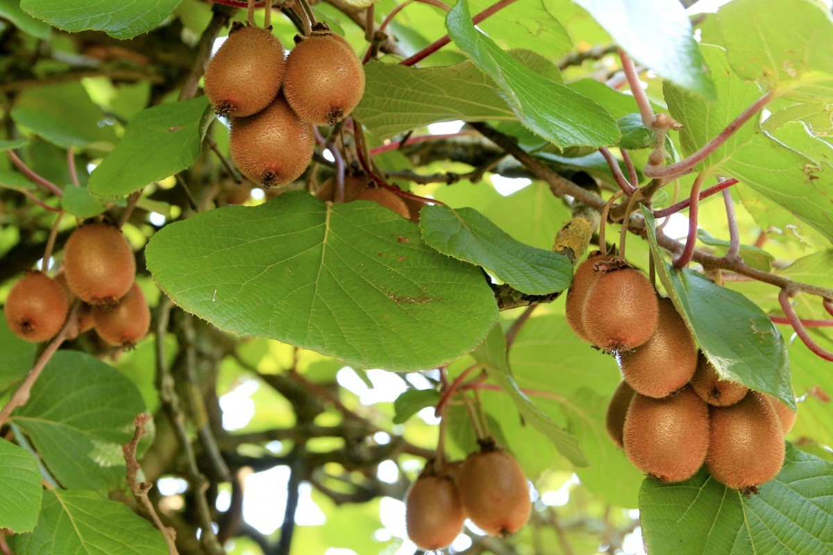 Kiwi Fruit Self-fertile Zakarpacie