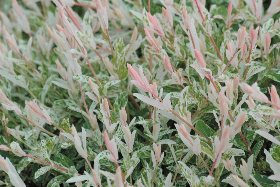 Salix integra Hakuro-nishiki