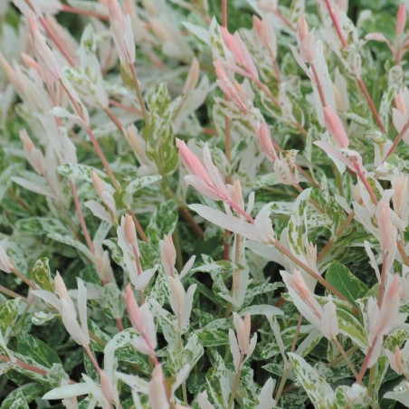 Salix integra Hakuro-nishiki