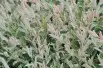 Salix integra Hakuro-nishiki
