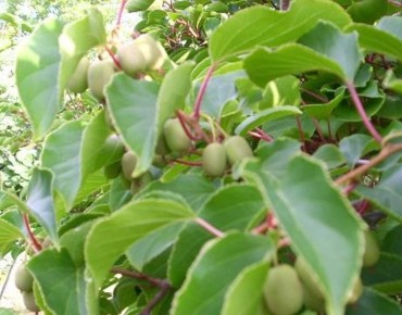Actinidia arguta -
KeFe, Public domain, via Wikimedia Commons