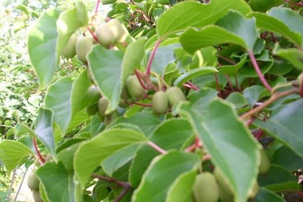 Actinidia arguta -
KeFe, Public domain, via Wikimedia Commons Actinidia arguta -
KeFe, Public domain, via Wikimedia Commons