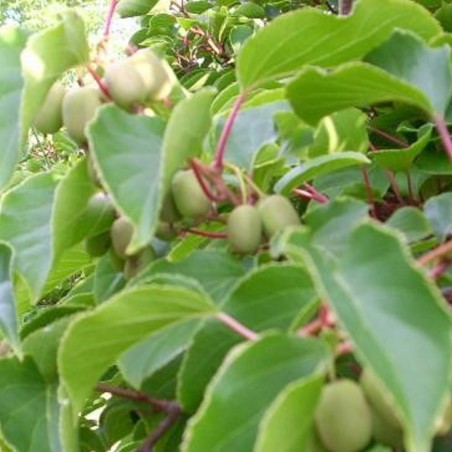 Actinidia arguta Ananasnaya
-KeFe, Public domain, via Wikimedia Commons