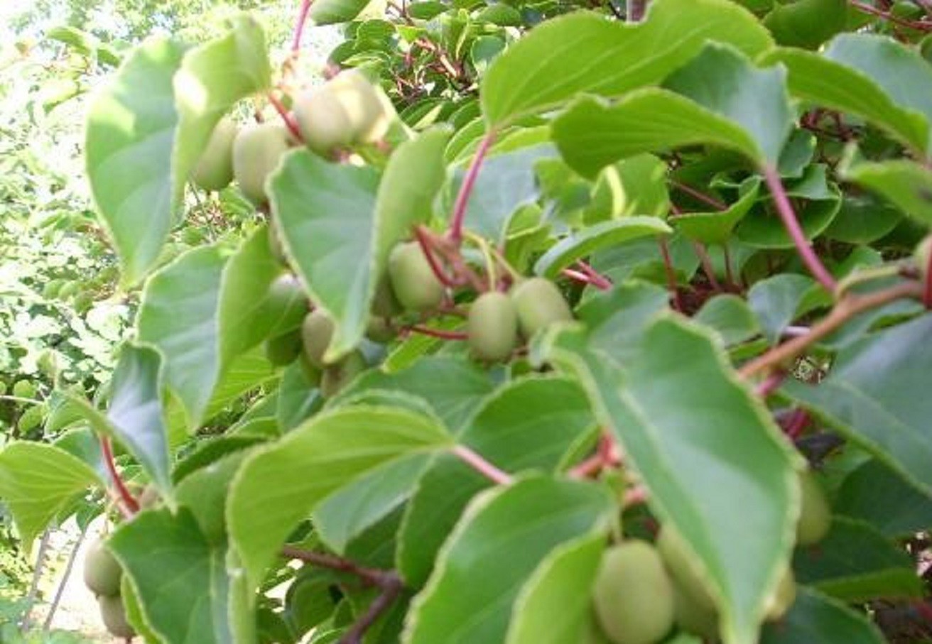 Hardy kiwi vine female Ananasnaya