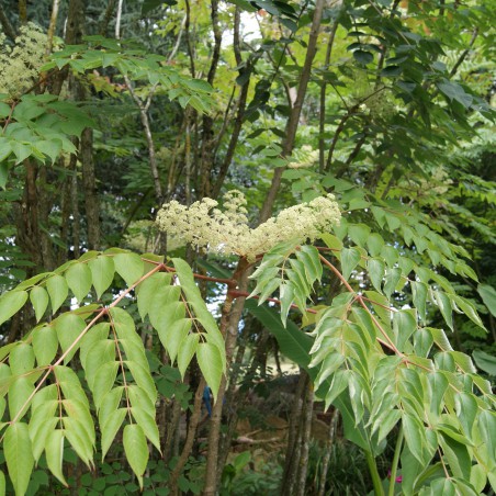 Honey Tree - Tetradium Daniellii