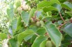 Actinidia arguta Dumbarton Oaks-KeFe, Public domain, via Wikimedia Commons