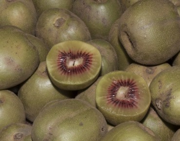 Actinidia arguta Ken's Red