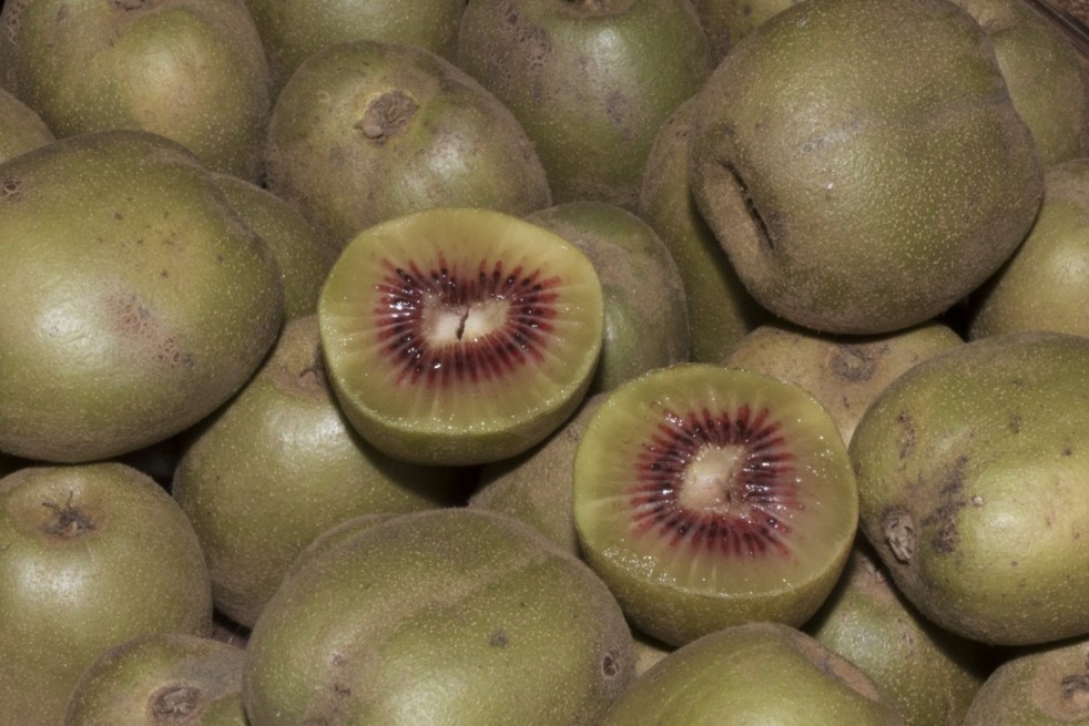 Actinidia arguta Ken's Red