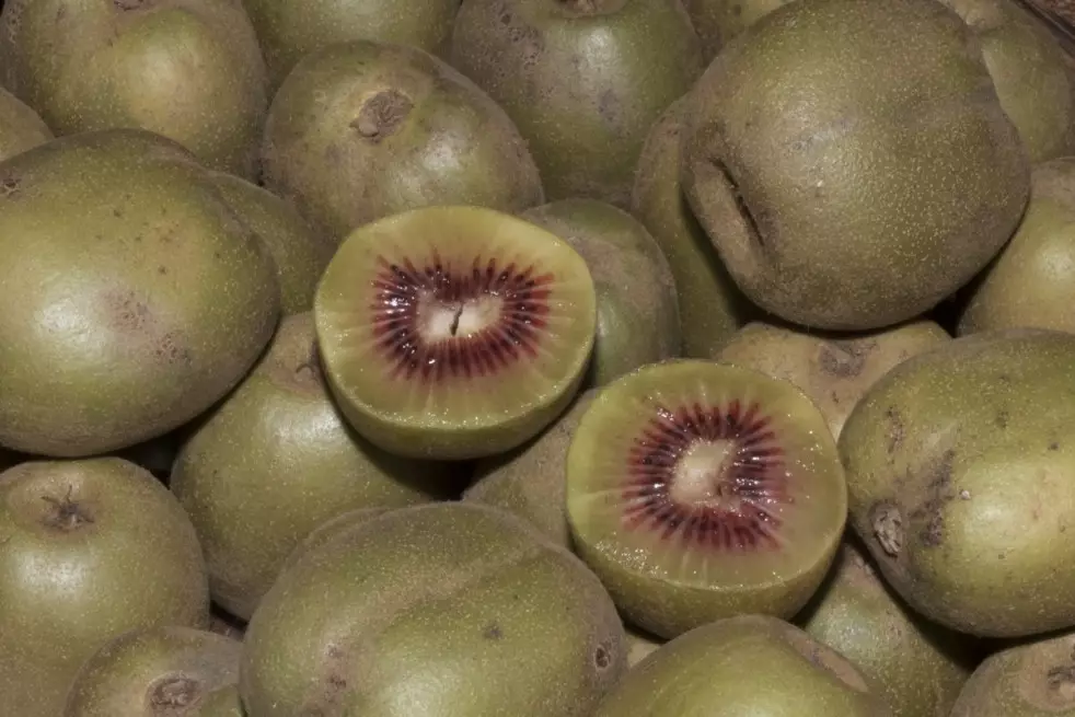 Actinidia arguta Ken's Red