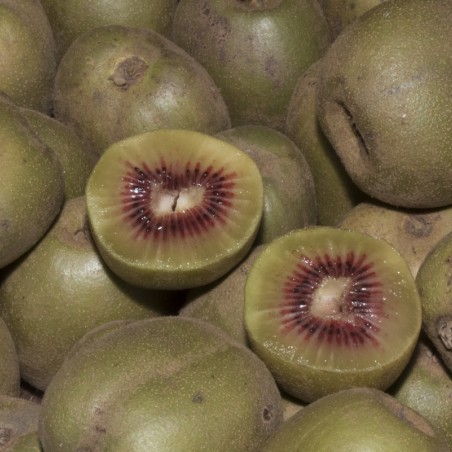 Actinidia arguta Ken's Red