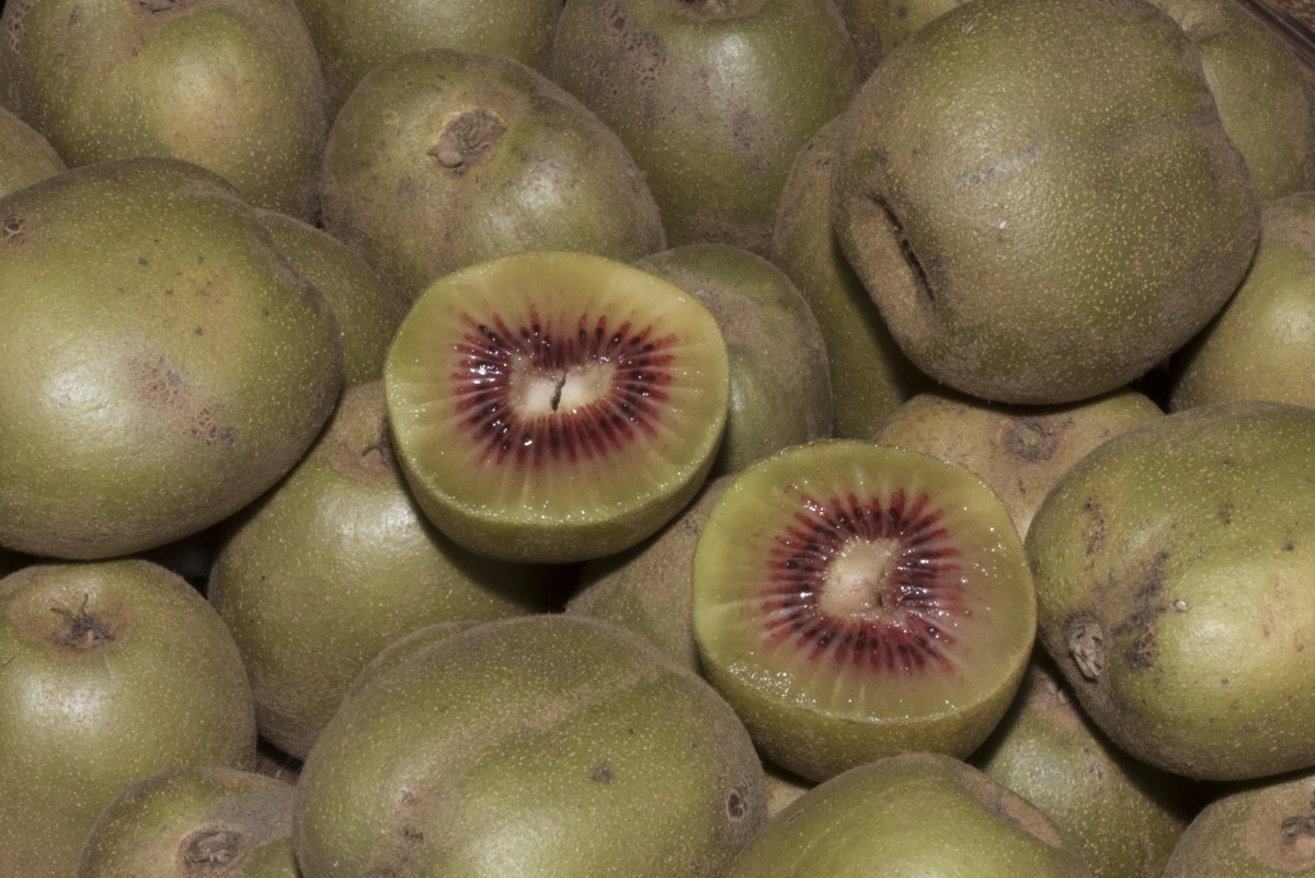 Hardy kiwi vine female Ken's Red