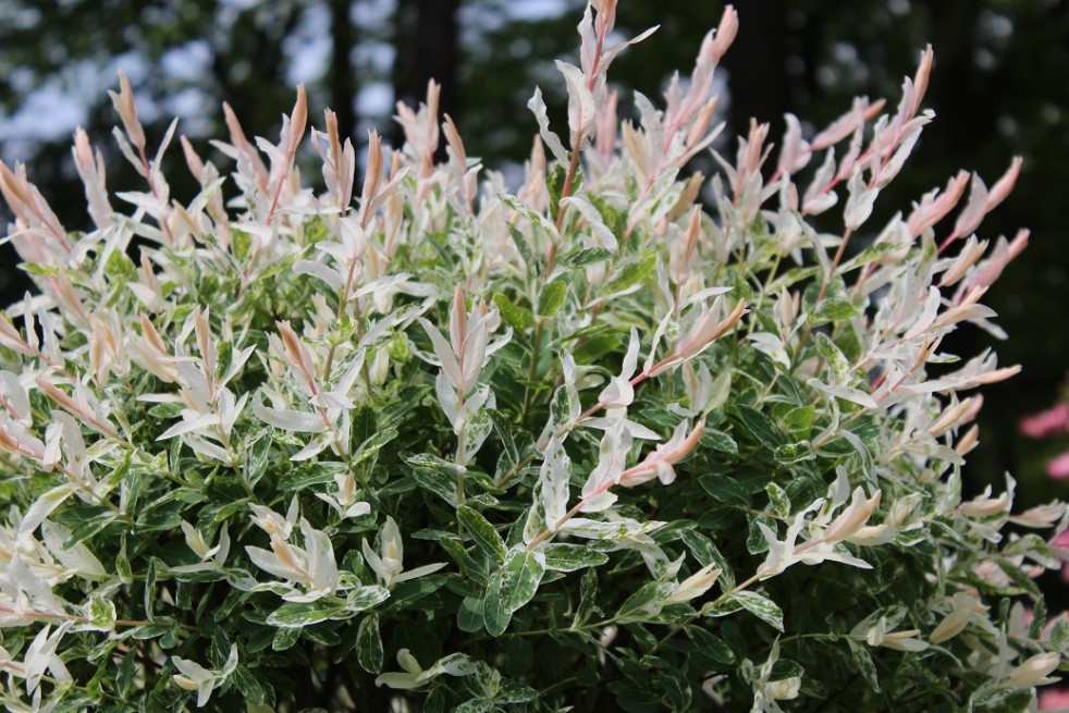 Salix integra Hakuro-nishiki - Jardins du Monde.be