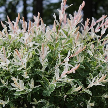 Salix integra Hakuro-nishiki - Jardins du Monde.be