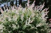 Salix integra Hakuro-nishiki - Jardins du Monde.be