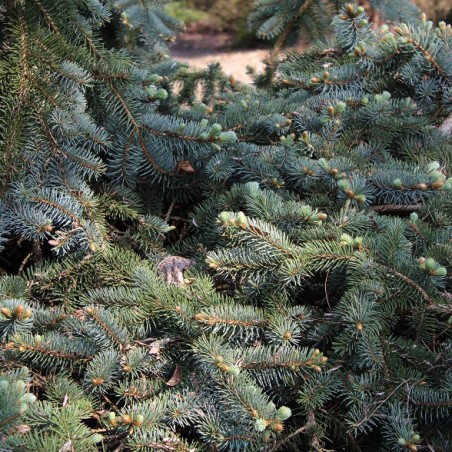 Blaue Stechfichte - Picea pungens Glauca