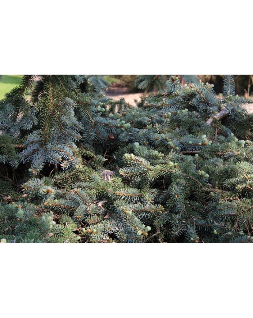 Blue Spruce - Picea pungens Glauca