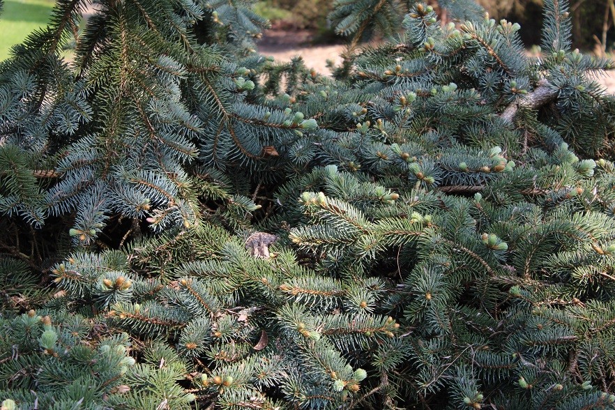 Blue Spruce