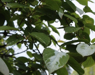 Actinidia kolomikta Sentyabraskaya - jardins du Monde.be