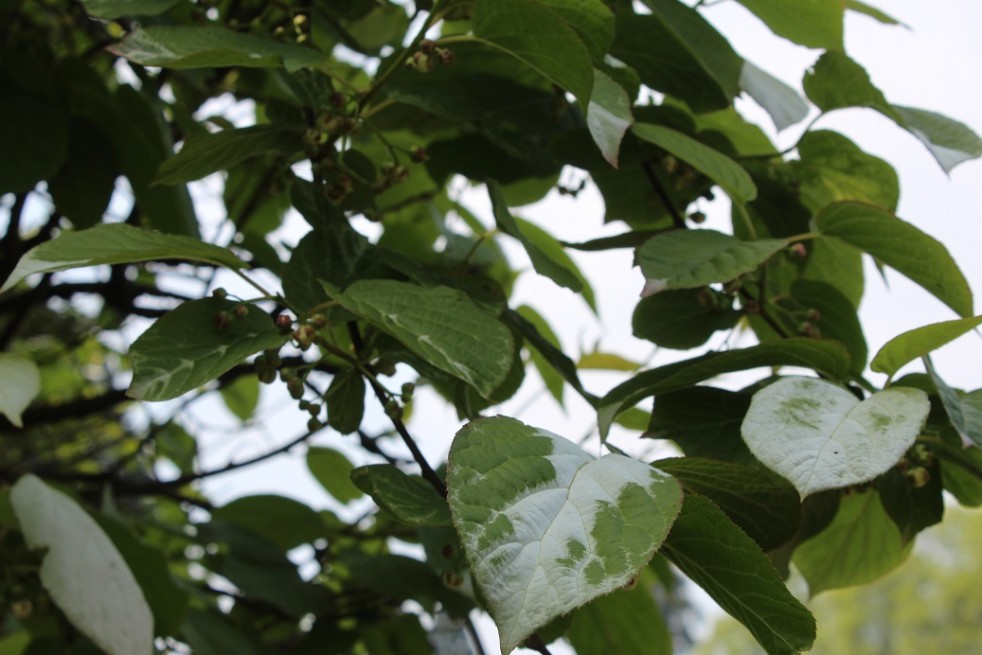 Actinidia kolomikta Sentyabraskaya - jardins du Monde.be Actinidia kolomikta Sentyabraskaya - jardins du Monde.be