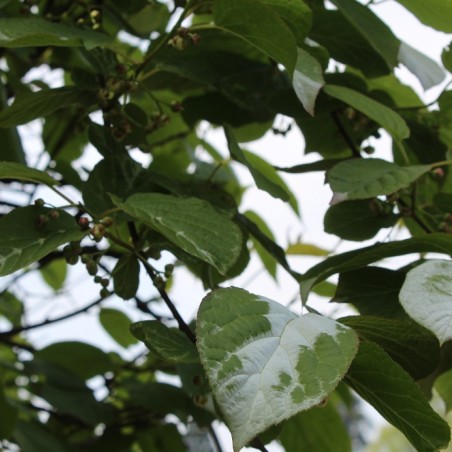 Actinidia kolomikta Sentyabraskaya - jardins du Monde.be