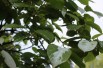 Actinidia kolomikta Sentyabraskaya - jardins du Monde.be