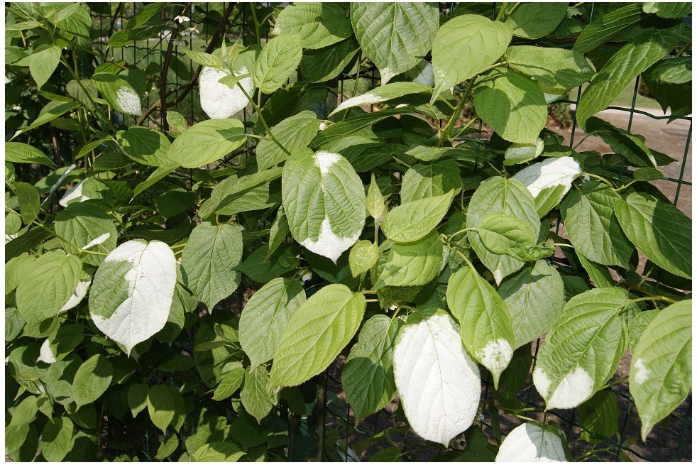 Actinidia kolomikta Sentyabraskaya - jardins du Monde.be Actinidia kolomikta Sentyabraskaya - jardins du Monde.be