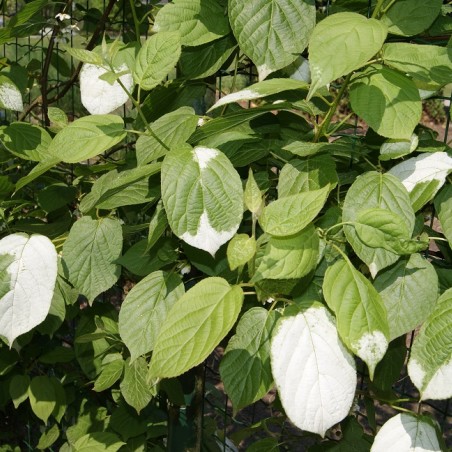 Actinidia kolomikta Sentyabraskaya - jardins du Monde.be