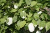 Actinidia kolomikta Sentyabraskaya - jardins du Monde.be