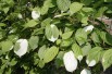 Actinidia kolomikta Sentyabraskaya - jardins du Monde.be Actinidia kolomikta Sentyabraskaya - jardins du Monde.be