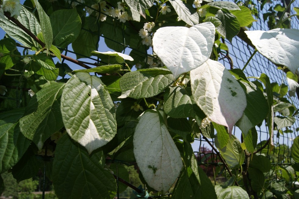 Actinidia kolomikta Sentyabraskaya - jardins du Monde.be