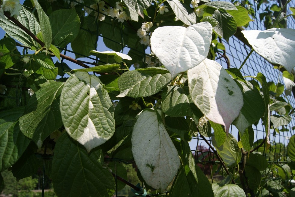 Actinidia kolomikta Sentyabraskaya - jardins du Monde.be Actinidia kolomikta Sentyabraskaya - jardins du Monde.be