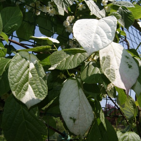 Actinidia kolomikta Sentyabraskaya - jardins du Monde.be