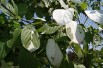 Actinidia kolomikta Sentyabraskaya - jardins du Monde.be