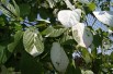 Actinidia kolomikta Sentyabraskaya - jardins du Monde.be Actinidia kolomikta Sentyabraskaya - jardins du Monde.be