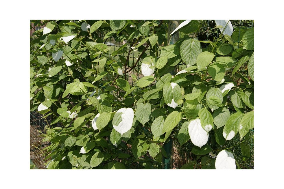 Actinidia kolomikta Sentyabraskaya - jardins du Monde.be Actinidia kolomikta Sentyabraskaya - jardins du Monde.be