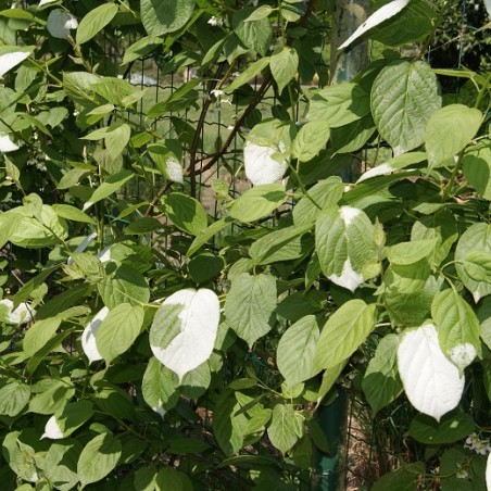 Actinidia kolomikta Sentyabraskaya - jardins du Monde.be