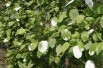Actinidia kolomikta Sentyabraskaya - jardins du Monde.be Actinidia kolomikta Sentyabraskaya - jardins du Monde.be