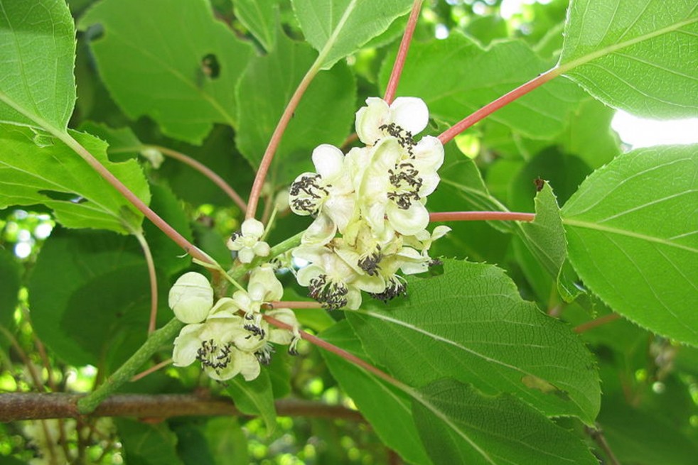 Actinidia kolomikta Sentyabraskaya
- Qwert1234, CC BY-SA 3.0 , via Wikimedia Commons