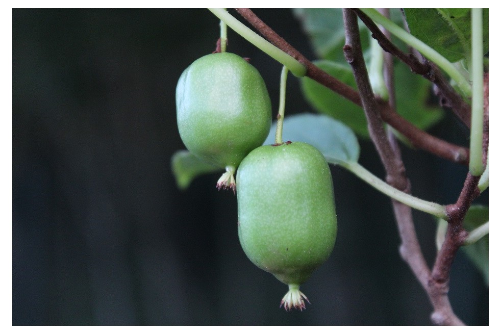 Actinidia kolomikta Sentyabraskaya - jardins du Monde.be