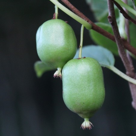 Actinidia kolomikta Sentyabraskaya - jardins du Monde.be