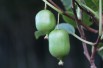 Actinidia kolomikta Sentyabraskaya - jardins du Monde.be