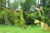 Juglans regia - Jardins du  Monde.be