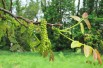 Juglans regia - Jardins du  Monde.be