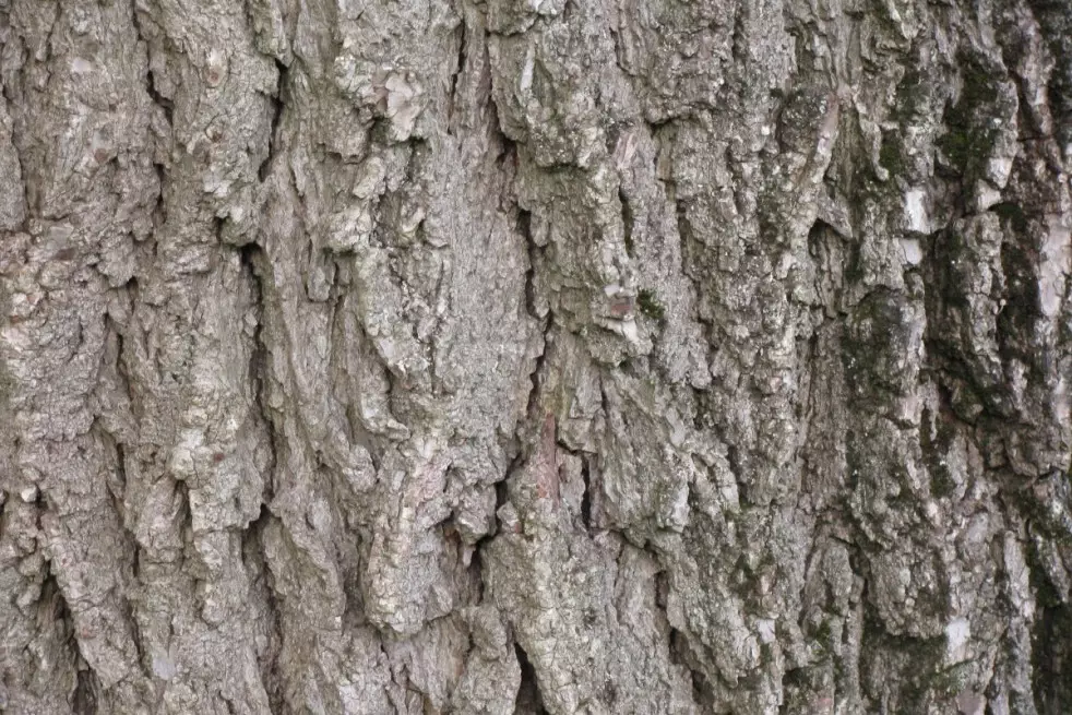 Juglans regia - Jardins du  Monde.be