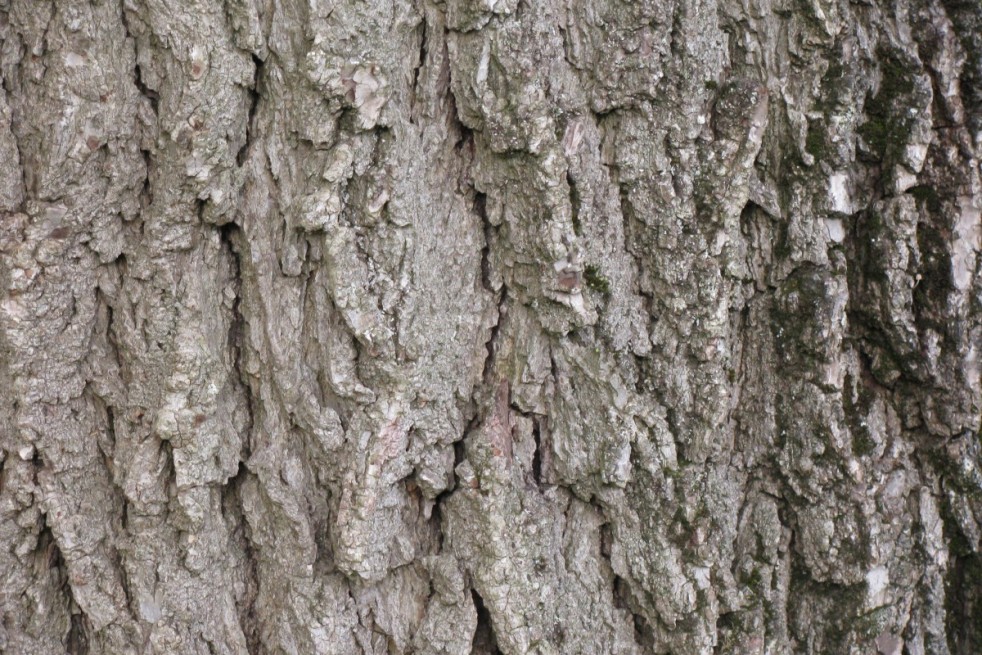 Juglans regia - Jardins du  Monde.be