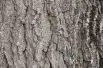 Juglans regia - Jardins du  Monde.be